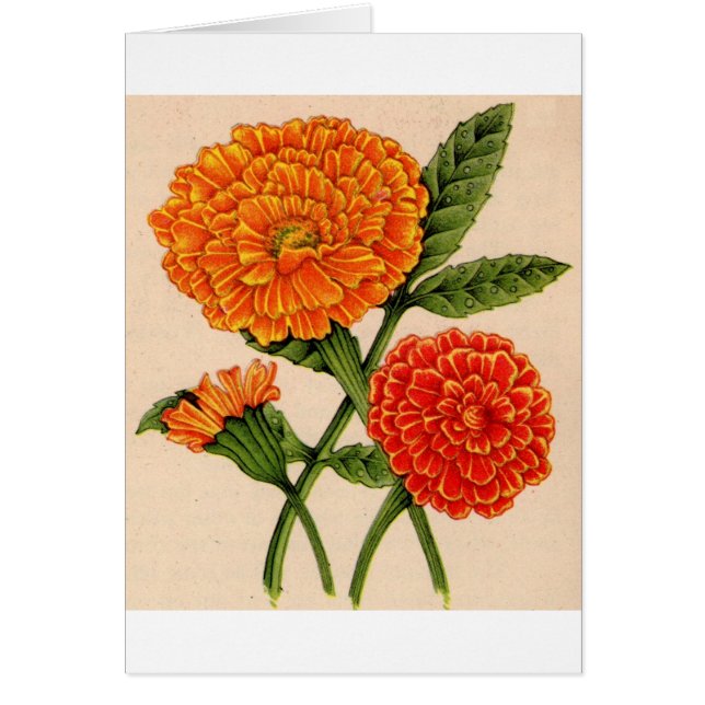 calendulas in het sinaasappel (Voorkant)