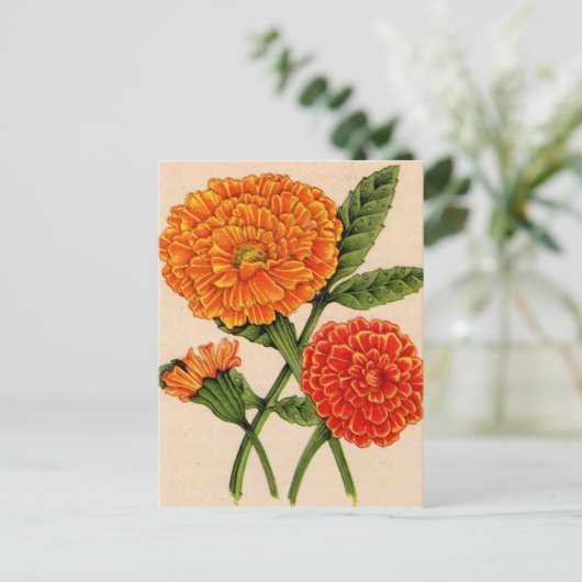 calendulas in het sinaasappel briefkaart (Staand voorkant)