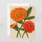 calendulas in het sinaasappel briefkaart (Voorkant / Achterkant)