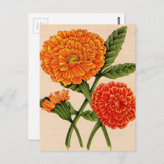 calendulas in het sinaasappel briefkaart (Voorkant / Achterkant)
