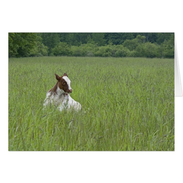 Calf (Voorkant Horizontaal)