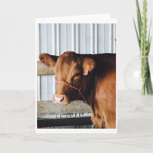 "Calf at the Fair" Foto-Wenskaart Kaart (Voorkant)