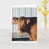 "Calf at the Fair" Foto-Wenskaart Kaart (Gele Bloem)