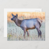 Calf Elk | Madison Junction, Wyoming Briefkaart (Voorkant / Achterkant)