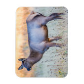 Calf Elk | Madison Junction, Wyoming Magneet (Verticaal)