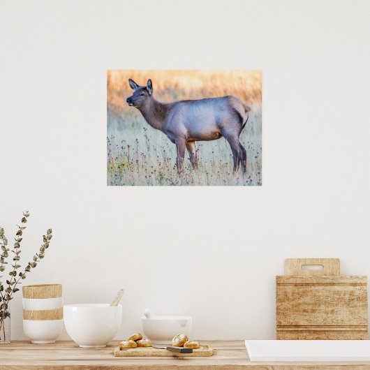 Calf Elk | Madison Junction, Wyoming Poster (Keuken)
