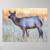 Calf Elk | Madison Junction, Wyoming Poster (Voorkant)