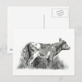 CALF IN PENCIL BRIEFKAART (Voorkant / Achterkant)