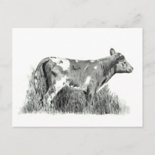 CALF IN PENCIL BRIEFKAART