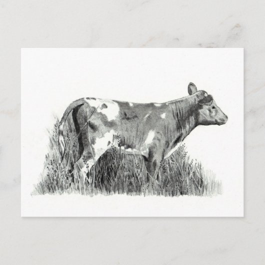 CALF IN PENCIL BRIEFKAART (Voorkant)