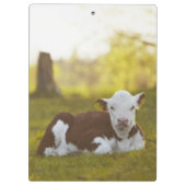 Calf Resting Klembord (Achterkant)