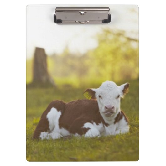 Calf Resting Klembord (Voorkant)