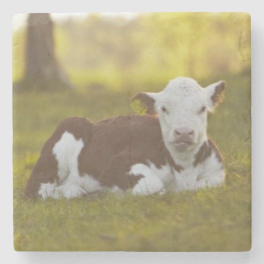 Calf Resting Stenen Onderzetter (Voorkant)