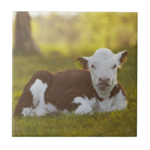 Calf Resting Tegeltje