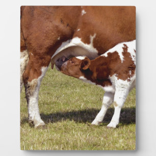 Calf Suckling Fotoplaat
