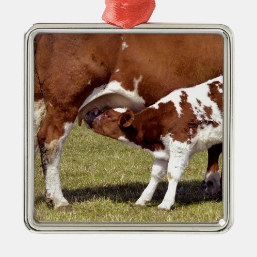 Calf Suckling Metalen Ornament (Voorkant)