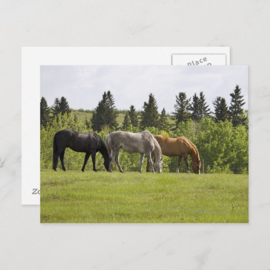 Calgary, Alberta, Canada Briefkaart (Voorkant / Achterkant)