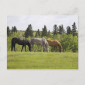 Calgary, Alberta, Canada Briefkaart (Voorkant)