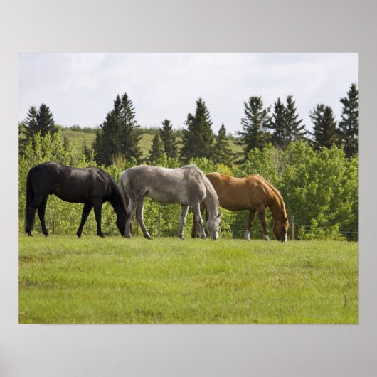 Calgary, Alberta, Canada Poster (Voorkant)