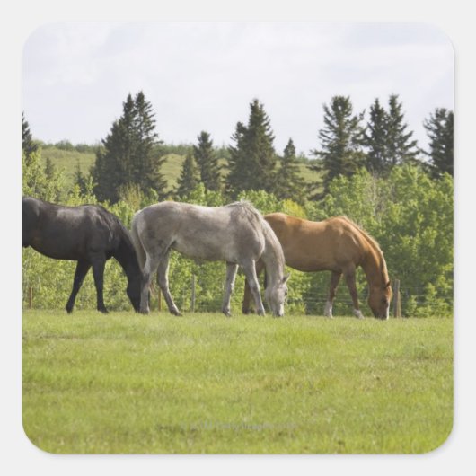 Calgary, Alberta, Canada Vierkante Sticker (Voorkant)