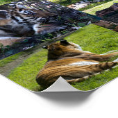 Calgary Zoo Tiger met kubussen Poster (Hoek)