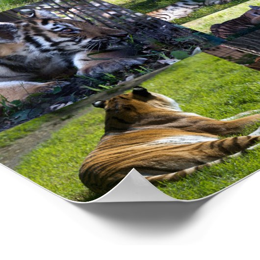 Calgary Zoo Tiger met kubussen Poster (Hoek)