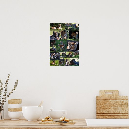 Calgary Zoo Tiger met kubussen Poster (Keuken)