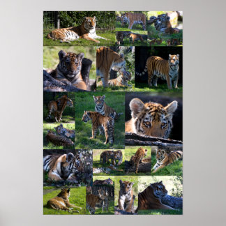 Calgary Zoo Tiger met kubussen Poster