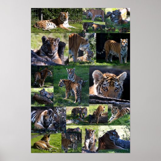 Calgary Zoo Tiger met kubussen Poster (Voorkant)