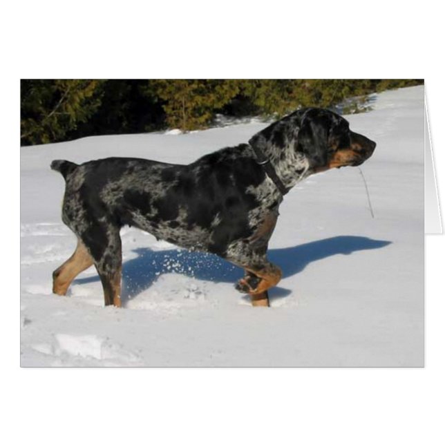 Cali (Voorkant Horizontaal)