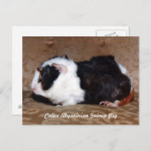Calico Abyssinius Guinee Pig Briefkaart (Voorkant / Achterkant)