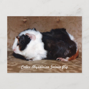 Calico Abyssinius Guinee Pig Briefkaart