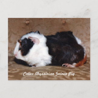 Calico Abyssinius Guinee Pig Briefkaart