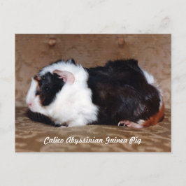Calico Abyssinius Guinee Pig Briefkaart