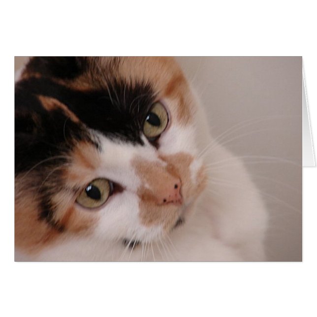 Calico Beauty Cat (Voorkant Horizontaal)
