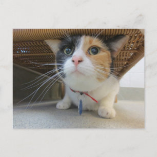 Calico Briefkaart