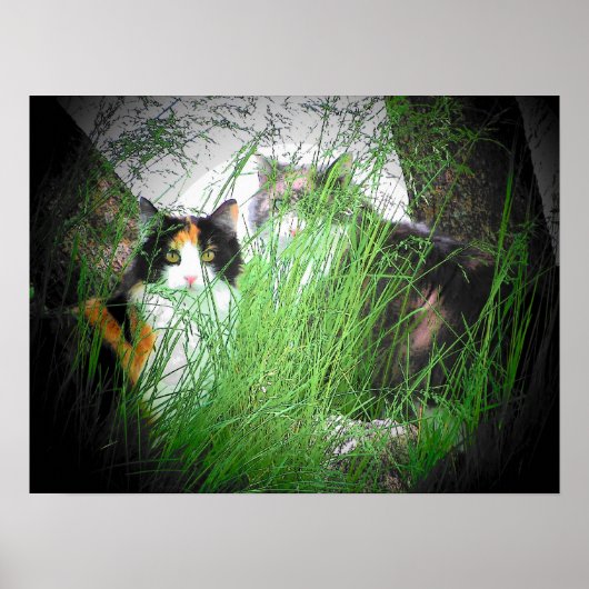 Calico Camo Cats Poster (Voorkant)