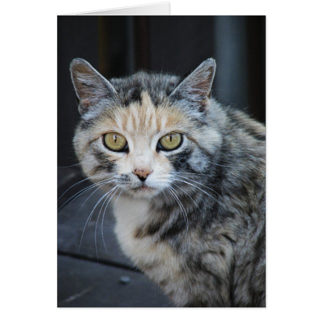 Calico Cat (Voorkant)