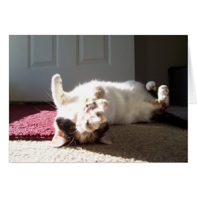 Calico cat (Voorkant Horizontaal)