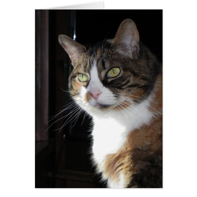 Calico Cat (Voorkant)
