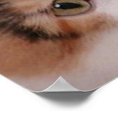 Calico Cat Birthday Party Poster (Hoek)