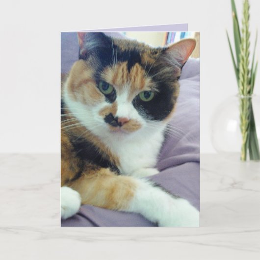Calico Cat Blank Wenskaart Kaart (Voorkant)
