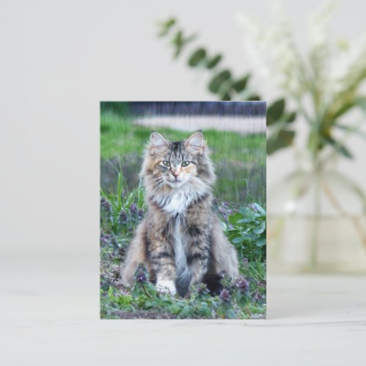 Calico Cat Briefkaart (Staand voorkant)