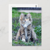 Calico Cat Briefkaart (Voorkant / Achterkant)