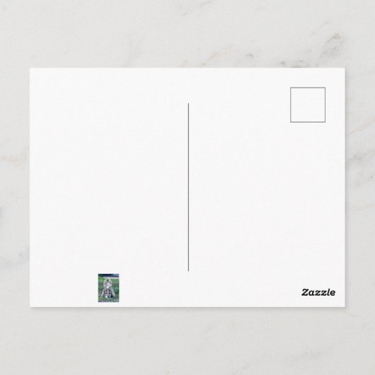 Calico Cat Briefkaart (Achterkant)