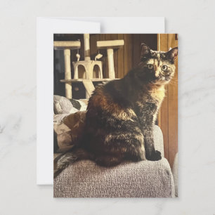Calico Cat Briefkaart