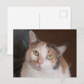 Calico cat briefkaart (Voorkant / Achterkant)