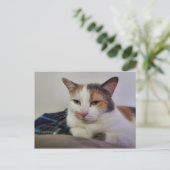 Calico Cat Briefkaart (Staand voorkant)