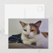 Calico Cat Briefkaart (Voorkant / Achterkant)