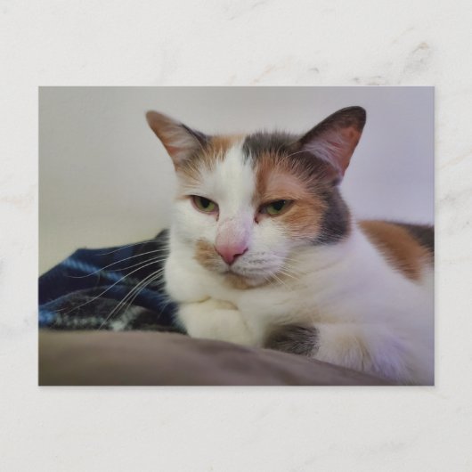 Calico Cat Briefkaart (Voorkant)